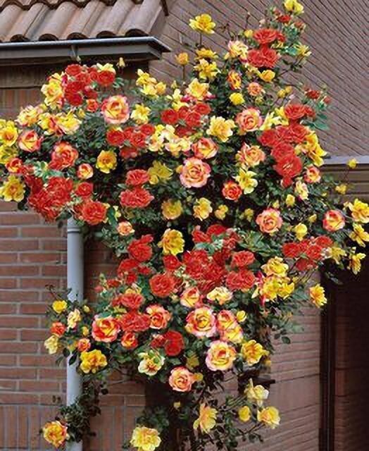 Seeds Rose Flower Plant