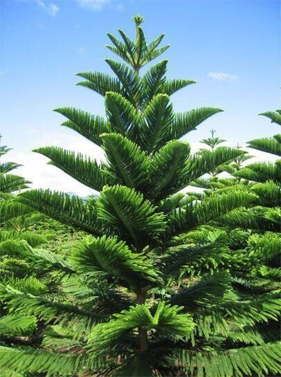 Seeds Christmas Tree Plant (Norfolk Pine Tree)
