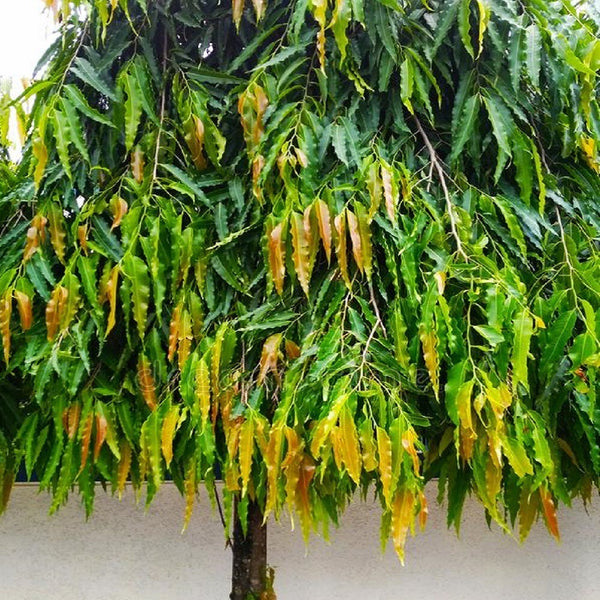 Seeds Ashok Plant