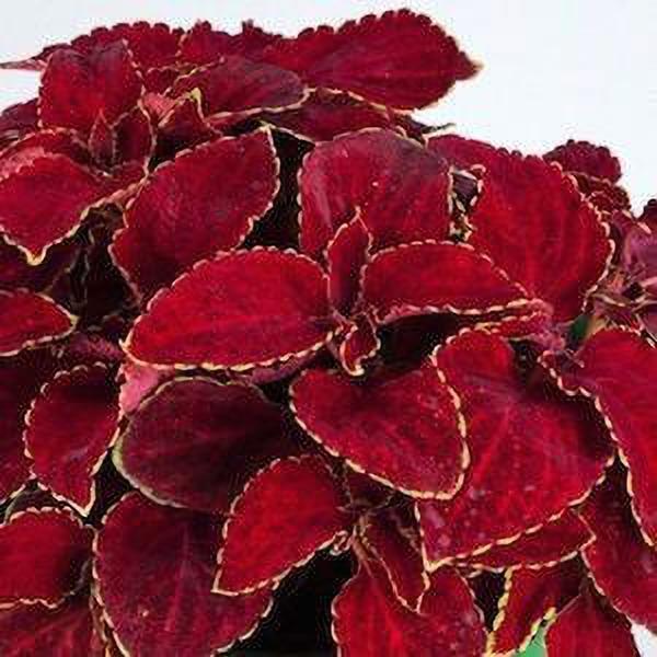 Seeds Coleus Plant
