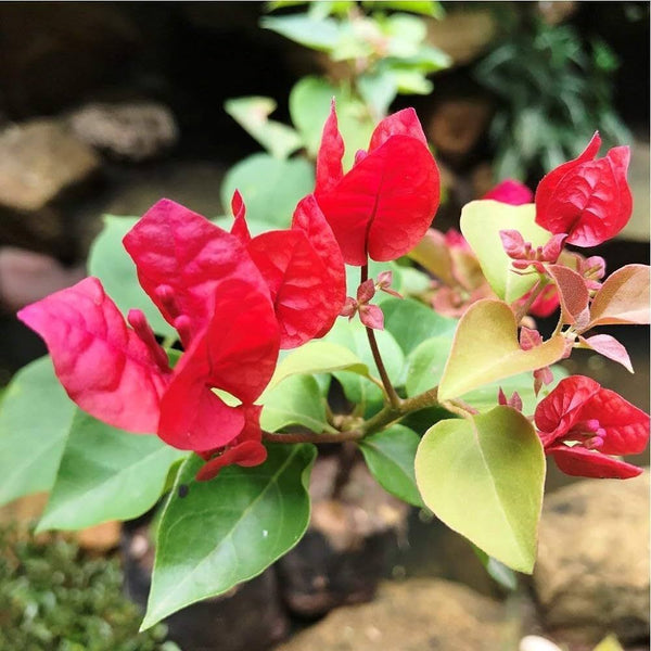 Seeds Bogenvelia Red, Pack of 1