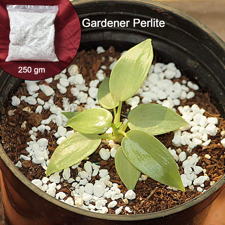 Paradise Perlite For Hydroponics Amp Horticulture Terrace Gardening Soil Conditioner (250 Gm) - Trendex