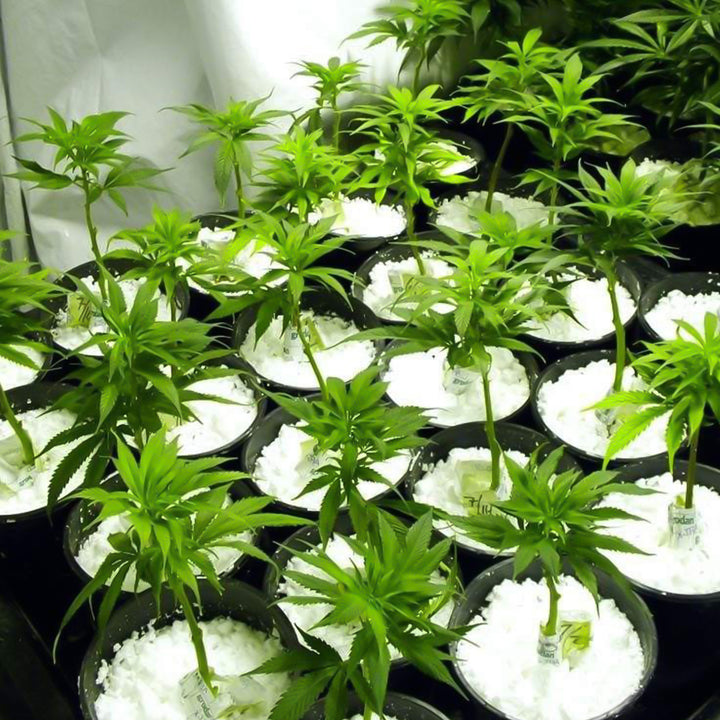 Paradise Perlite For Hydroponics Amp Horticulture Terrace Gardening Soil Conditioner (250 Gm) - Trendex